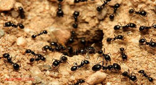 دانلود پاورپوینت بهینه سازی کلونی مورچه